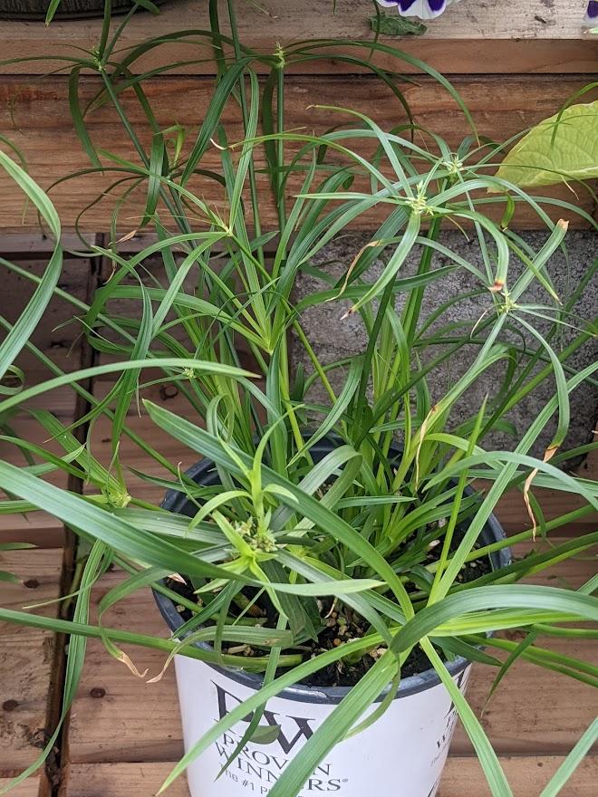 Photo of Umbrella Grass (Cyperus involucratus Graceful Grasses® Baby Tut®) uploaded by Joy