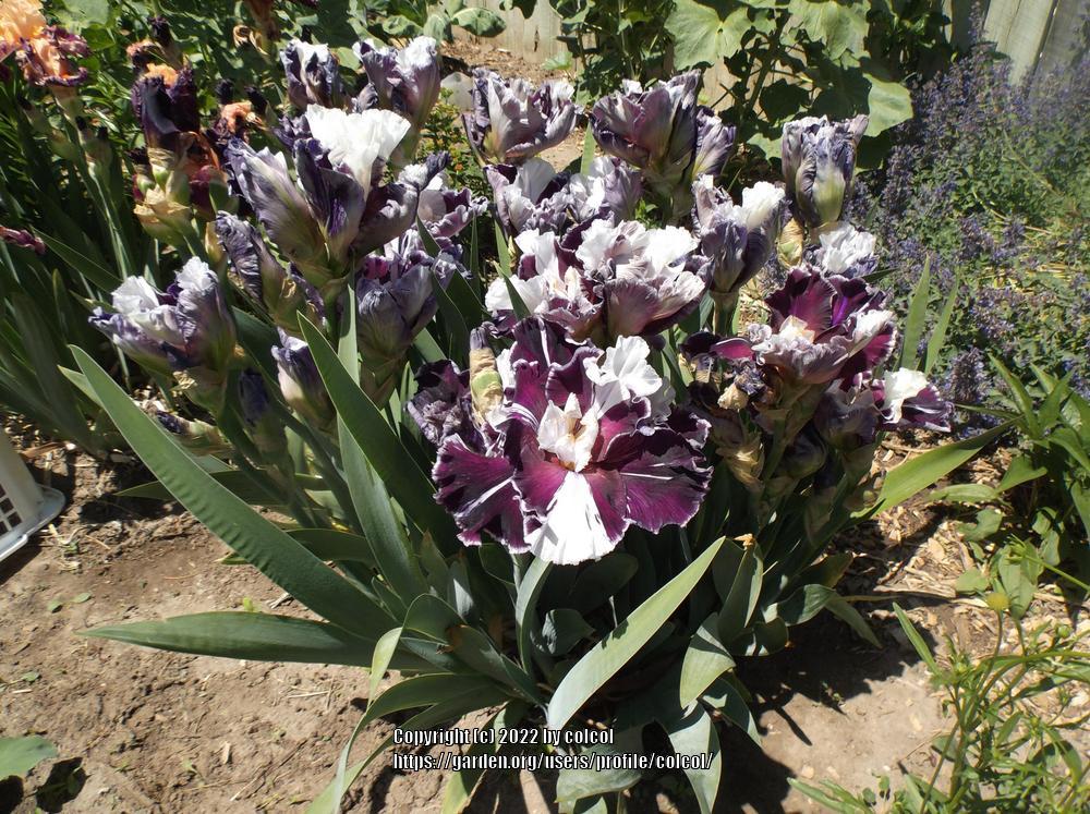 Photo of Tall Bearded Iris (Iris 'Clydesdale') uploaded by colcol