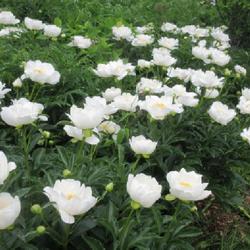 Location: Toronto, Ontario
Date: 2022-06-08
Peony (Paeonia lactiflora 'Krinkled White').