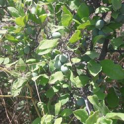 
Date: 2022-06-15
Unripe sloe fruits at summer