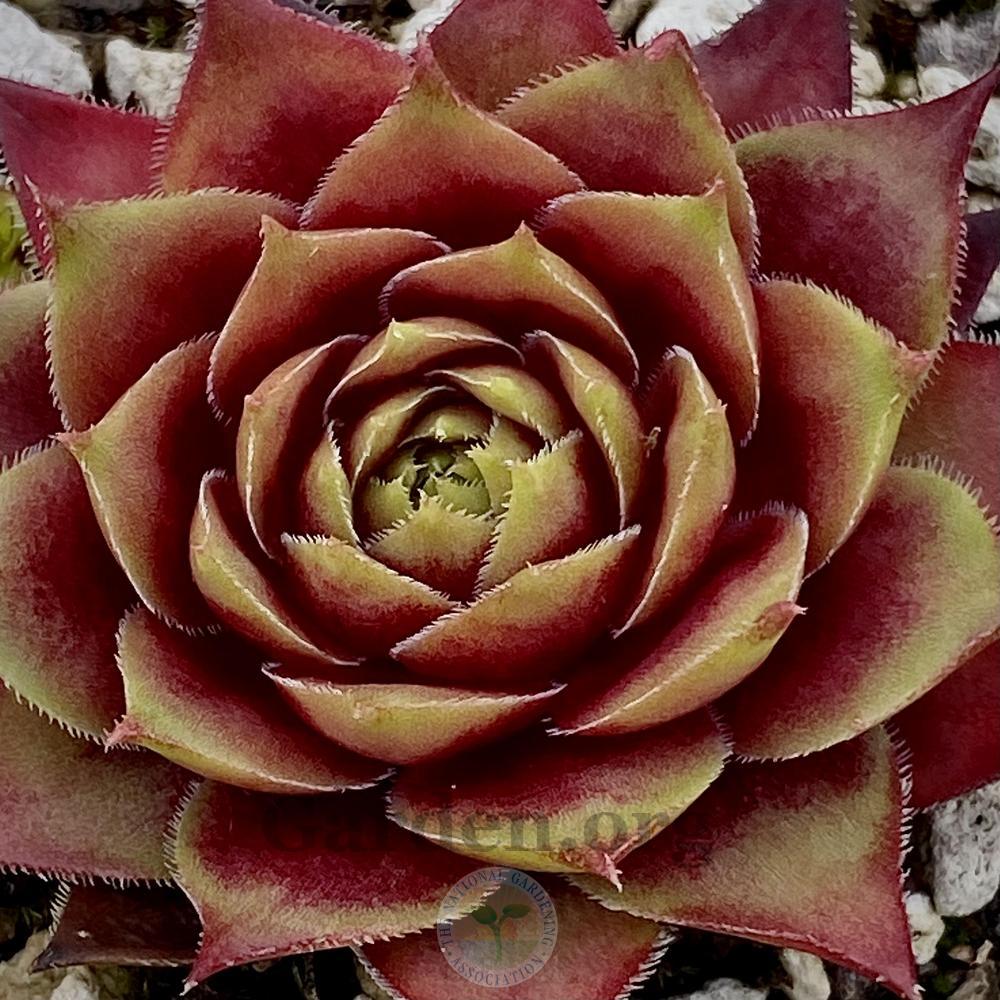 Photo of Hen and Chicks (Sempervivum 'China Doll') uploaded by springcolor