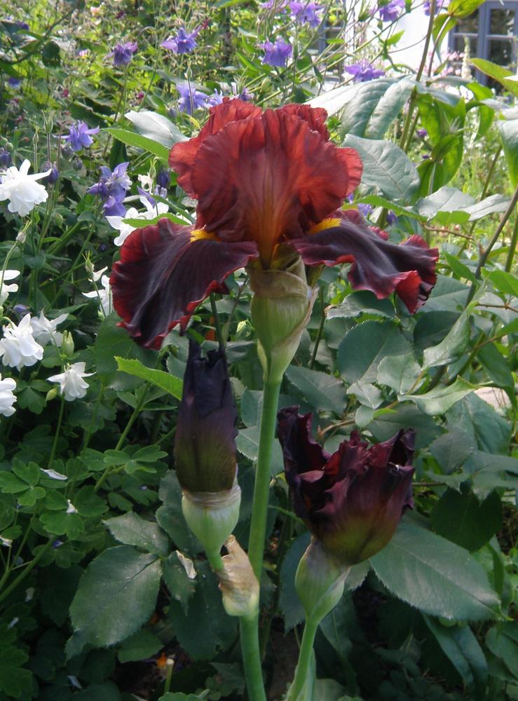 Photo of Tall Bearded Iris (Iris 'Valentino') uploaded by IrisLilli