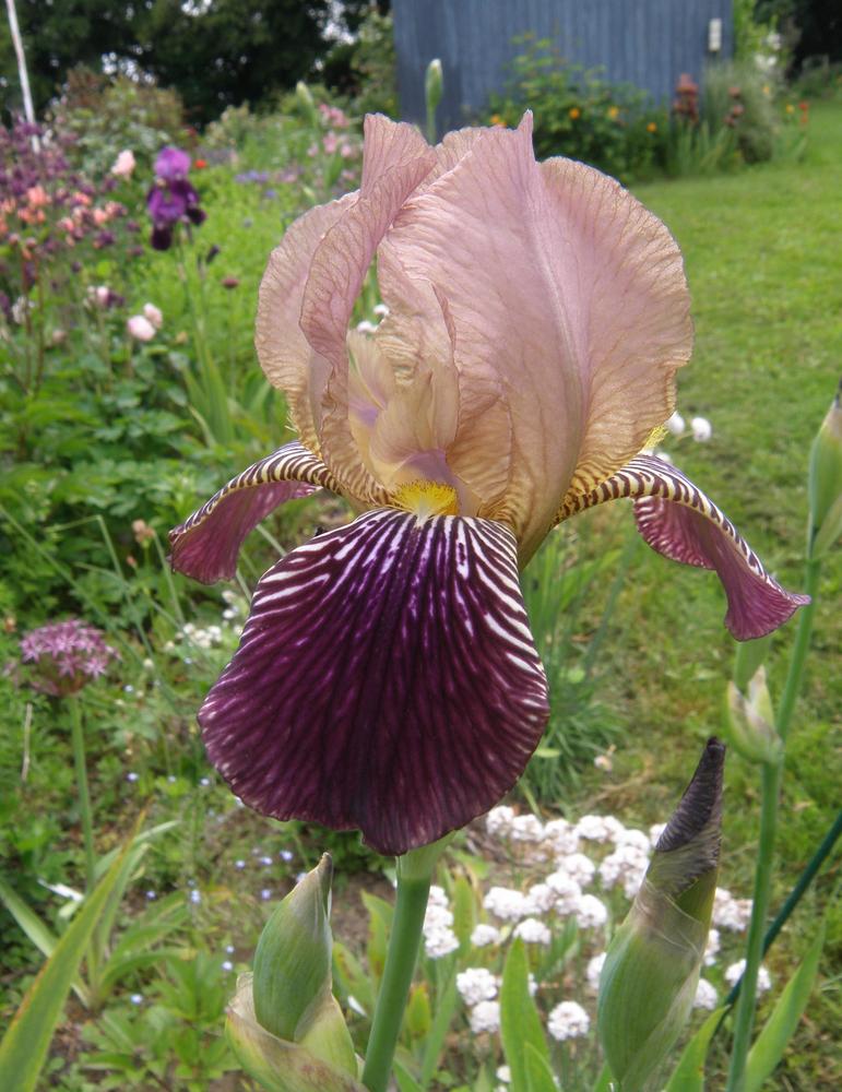 Photo of Tall Bearded Iris (Iris 'Sambucina') uploaded by IrisLilli