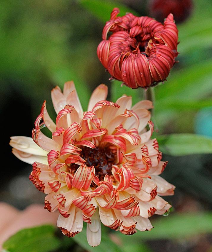 Photo of Calendula (Calendula officinalis 'Bronzed Beauty') uploaded by Joy