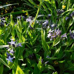 Location: Eagle Bay, New York
Date: 2022-06-15
Blue Star (Amsonia 'Blue Ice') leaves, buds and opening blooms