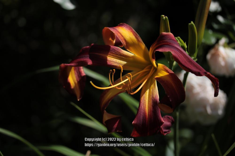 Photo of Daylily (Hemerocallis 'Dancing on Air') uploaded by celtica
