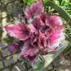 Rex Begonia Strawberry Sherbet, June