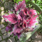 Rex Begonia Strawberry Sherbet, June