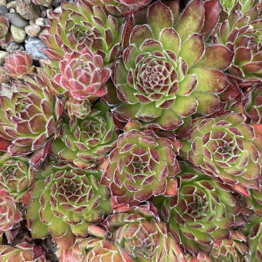 Photo of Hen and Chicks (Sempervivum 'Witcheri') uploaded by springcolor
