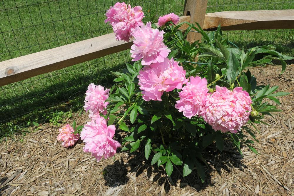 Photo of Peony (Paeonia lactiflora 'Sarah Bernhardt') uploaded by 2Dogsmother