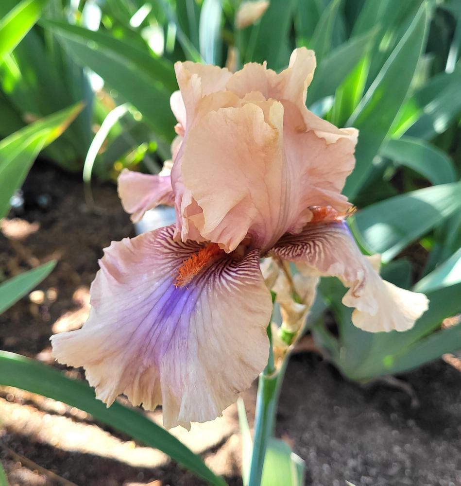 Photo of Tall Bearded Iris (Iris 'Coffee Trader') uploaded by Bitoftrouble