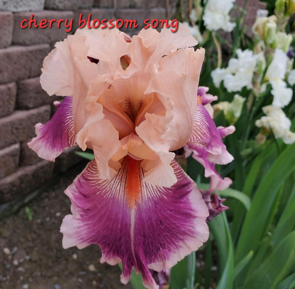 Photo of Tall Bearded Iris (Iris 'Cherry Blossom Song') uploaded by MONTANALisa