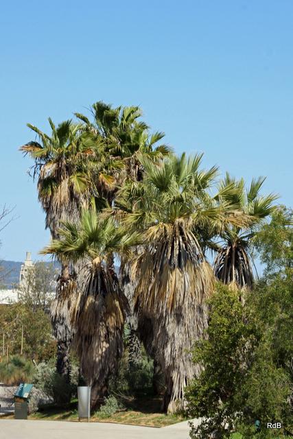 Photo of Mexican Fan Palm (Washingtonia robusta) uploaded by RuuddeBlock