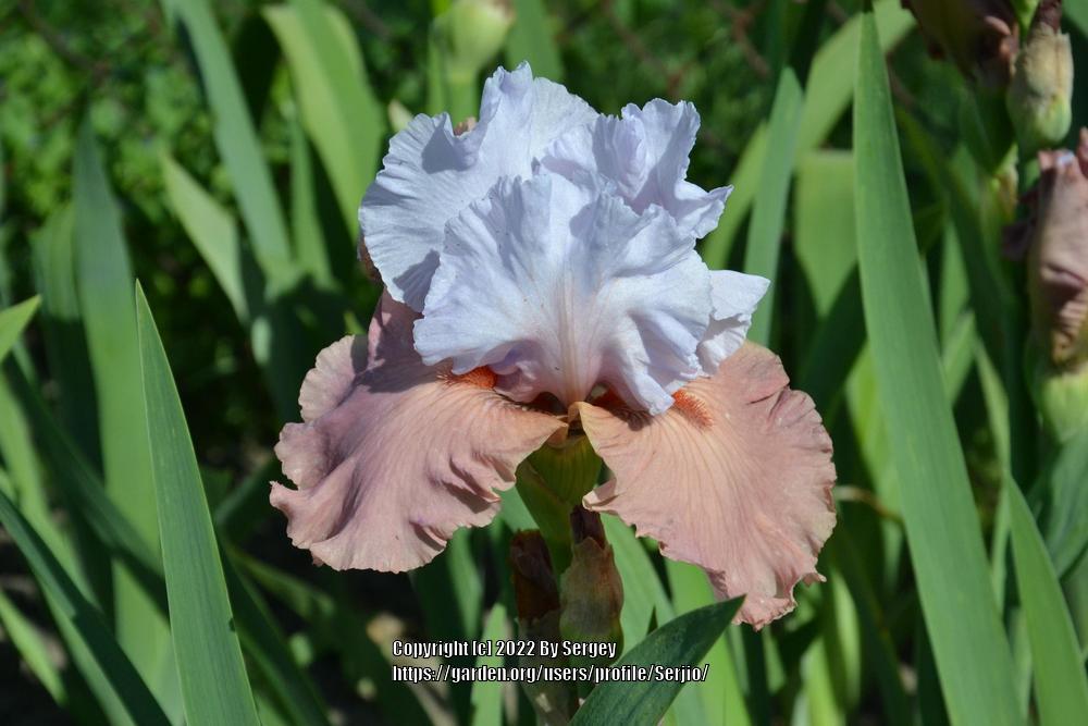 Photo of Border Bearded Iris (Iris 'Infatuate') uploaded by Serjio