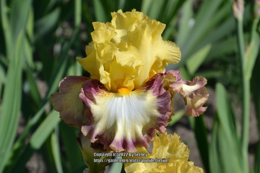Photo of Tall Bearded Iris (Iris 'Outer Rings') uploaded by Serjio