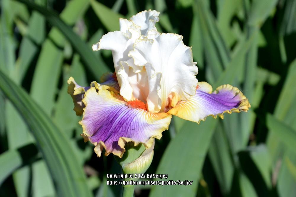 Photo of Tall Bearded Iris (Iris 'Having a Party') uploaded by Serjio