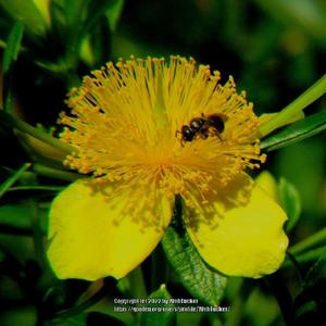 Shrubby Saint John's wort; RAB page 712, 126-1-8. AG page 92, 18-