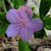 Carolina wild petunia #227; RAB p. 973, 173-1-7; AG p. 400, 80-2,