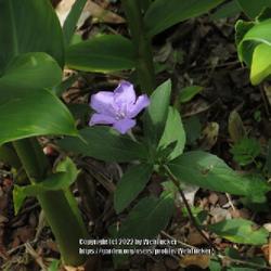 Location: Southern Pines, NC (Boyd House garden)
Date: June 14, 2022
Carolina wild petunia #227; RAB p. 973, 173-1-7; AG p. 400, 80-2,