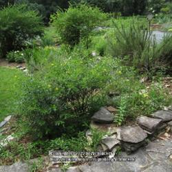Location: Southern Pines, NC (Boyd House garden)
Date: June 14, 2022
Shrubby Saint John's wort; RAB page 712, 126-1-8. AG page 92, 18-