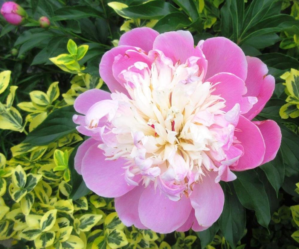 Photo of Peony (Paeonia lactiflora 'Bowl of Beauty') uploaded by janelp_lee