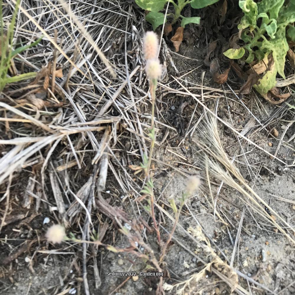 Photo of Rabbitfoot Clover (Trifolium arvense) uploaded by sedumzz