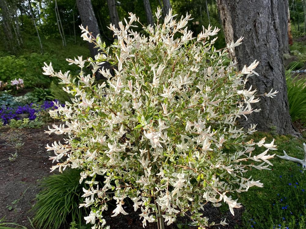 Photo of Dappled Willow (Salix integra 'Hakuro-nishiki') uploaded by AngieVanIsld