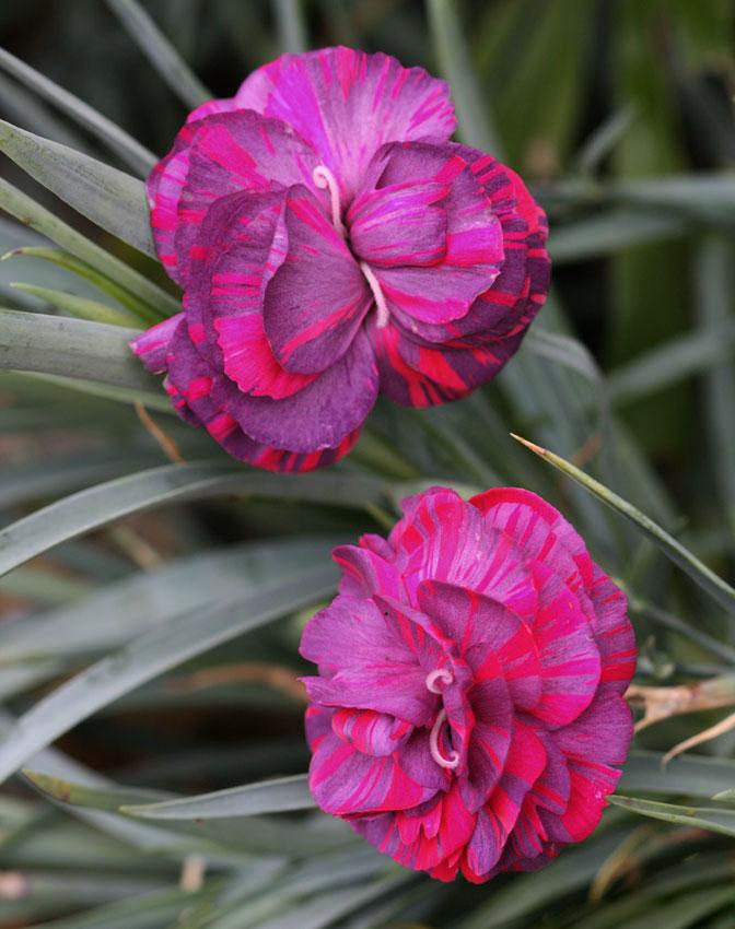 Photo of Carnation (Dianthus caryophyllus 'Chomley Farran') uploaded by Joy