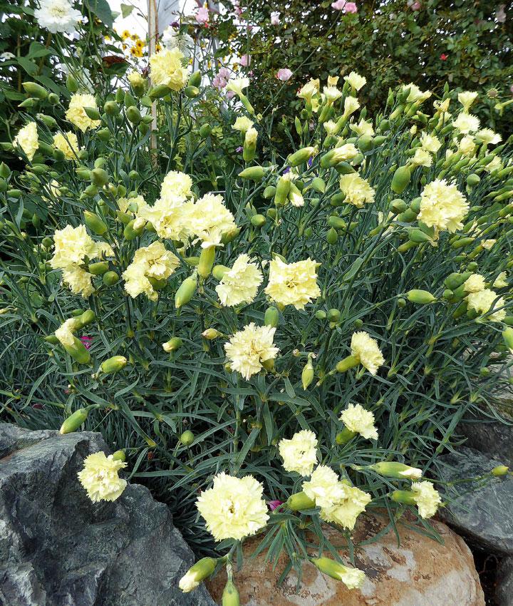 Photo of Carnation (Dianthus caryophyllus 'Grenadin Yellow') uploaded by Joy
