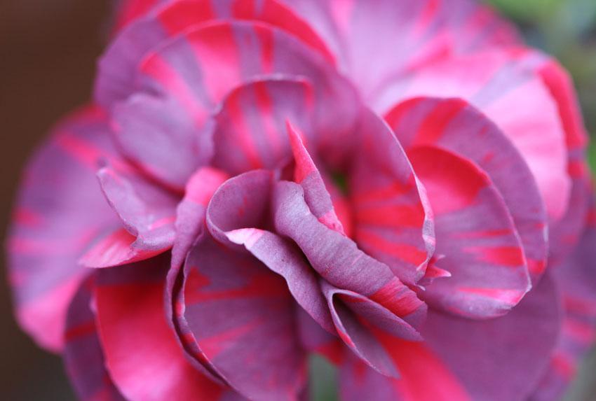 Photo of Carnation (Dianthus caryophyllus 'Chomley Farran') uploaded by Joy