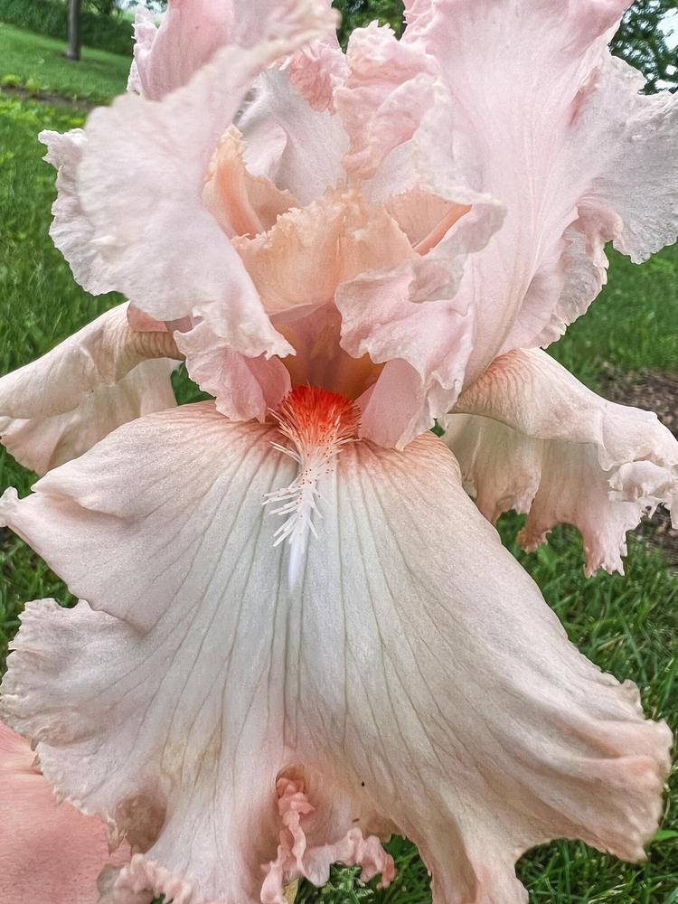 Photo of Tall Bearded Iris (Iris 'Blush Hour') uploaded by LittleBloomingLife