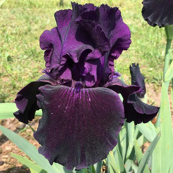 Photo of Tall Bearded Iris (Iris 'Ozark Rebounder') uploaded by Marbledrew
