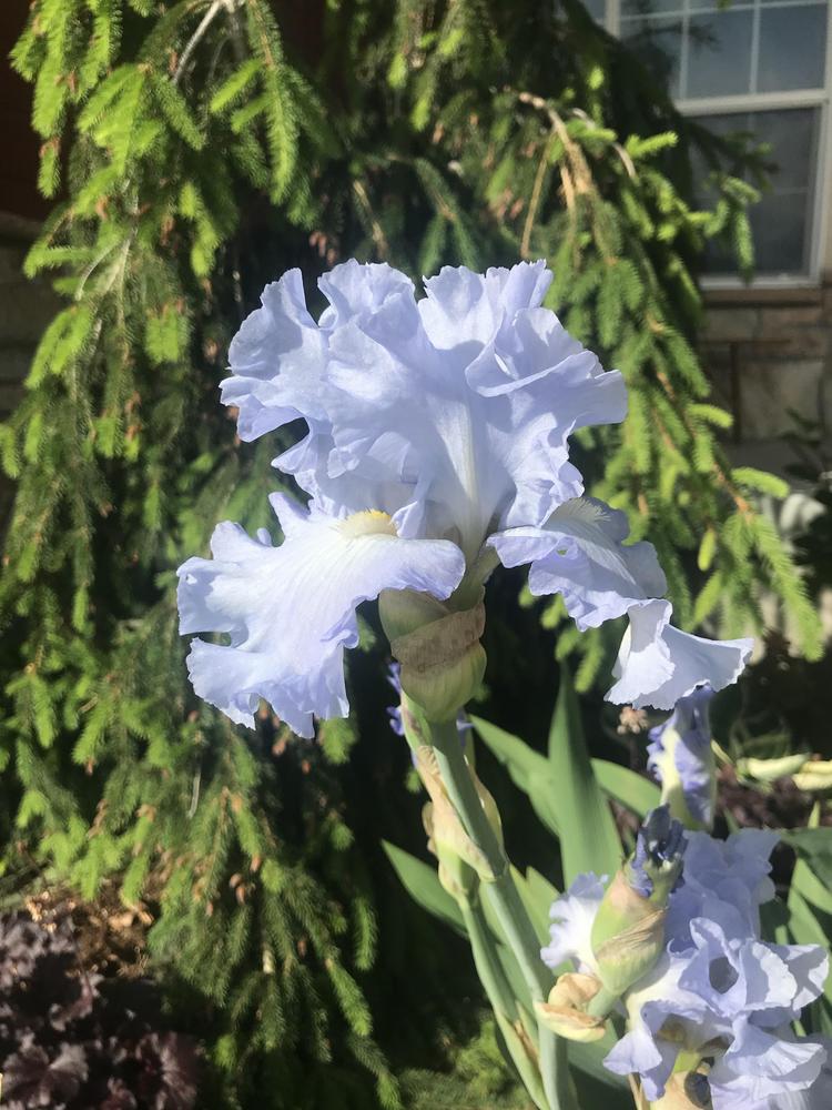 Photo of Tall Bearded Iris (Iris 'Absolute Treasure') uploaded by Sarah_carlson