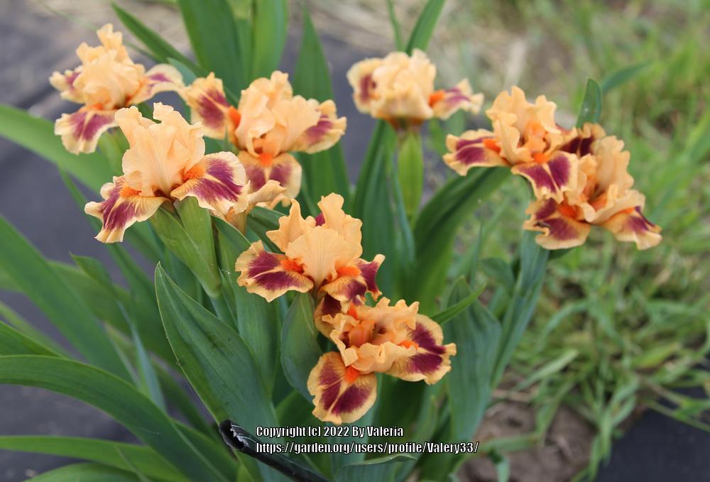 Photo of Standard Dwarf Bearded Iris (Iris 'Tsyrk-Shapito') uploaded by Valery33