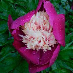 Location: Eagle Bay, New York
Date: 2022-06-17
Peony (Paeonia lactiflora 'Bowl of Beauty') in bloom