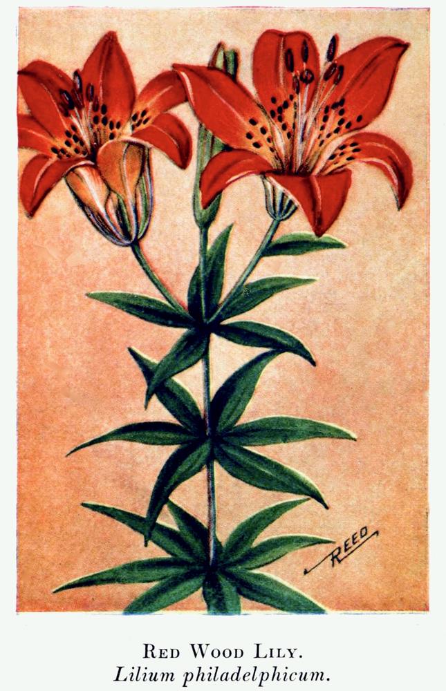 Photo of Wood Lily (Lilium philadelphicum) uploaded by scvirginia