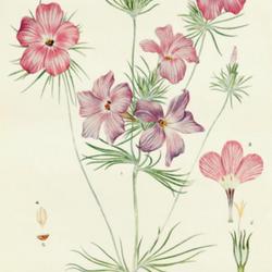 
Date: c. 1937
illustration [as Linanthus grandiflorus] by Margaret Sorenson fro
