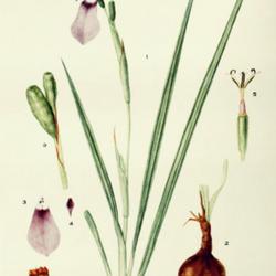 
Date: c. 1937
illustration [as Herbertia drummondii] by Mary E. Eaton from 'Add