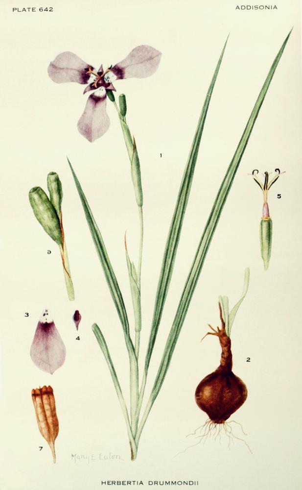 Photo of Pleatleaf Iris (Alophia drummondii) uploaded by scvirginia