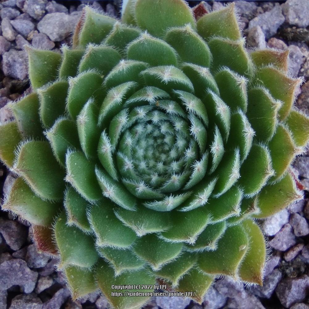 Photo of Hen and Chicks (Sempervivum 'Melanie') uploaded by FPF