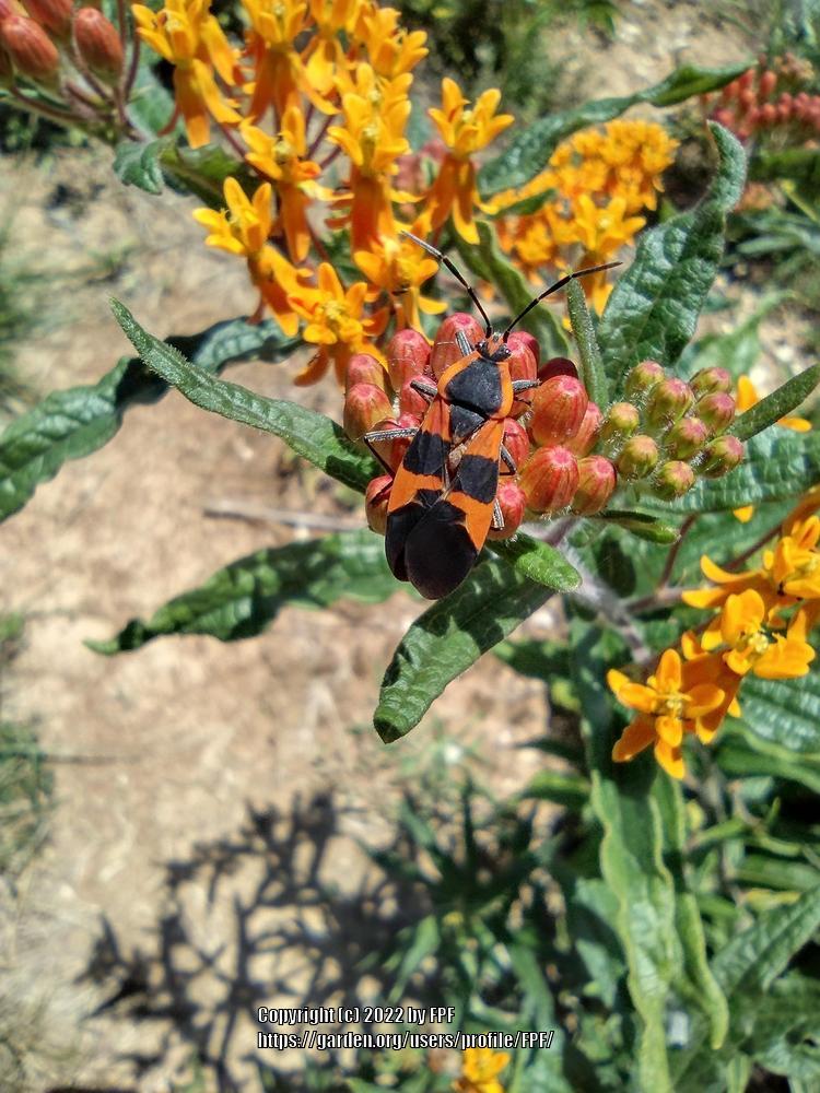 Photo of Butterfly Milkweed (Asclepias tuberosa) uploaded by FPF