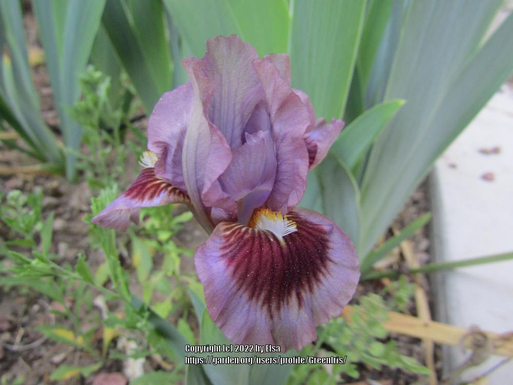 Photo of Standard Dwarf Bearded Iris (Iris 'Voldy's Mink') uploaded by GreenIris
