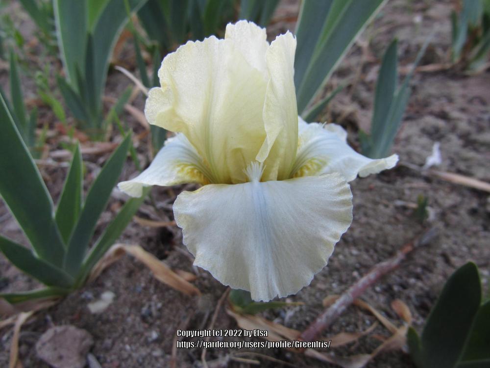 Photo of Miniature Dwarf Bearded Iris (Iris 'Hey There') uploaded by GreenIris