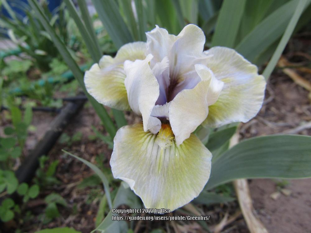 Photo of Standard Dwarf Bearded Iris (Iris 'Sea Dart') uploaded by GreenIris