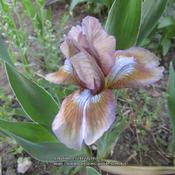 SDB Iris Indian Beauty