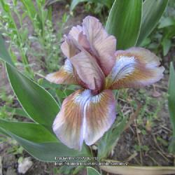 Location: Las Cruces, NM
Date: 2022-04-08
SDB Iris Indian Beauty