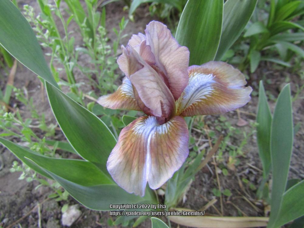 Photo of Standard Dwarf Bearded Iris (Iris 'Indian Beauty') uploaded by GreenIris