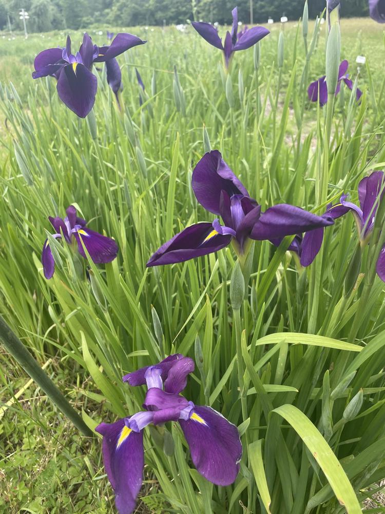 Photo of Japanese Iris (Iris ensata 'Cry of Rejoice') uploaded by Zoia