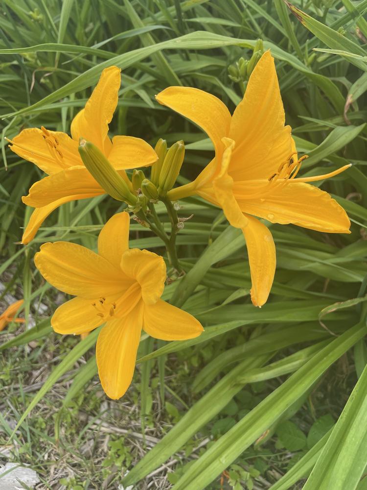 Photo of Daylily (Hemerocallis 'Orange Prelude') uploaded by Zoia