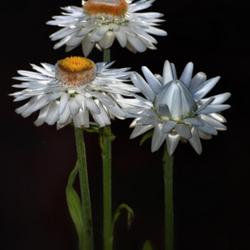 Location: Botanical Gardens of the State of Georgia...Athens, Ga
Date: 2022-06-19
Stages Of A Daisy 006